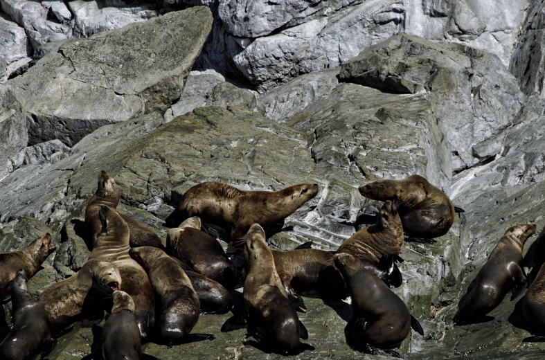 group of sea lions in front of rock mountain