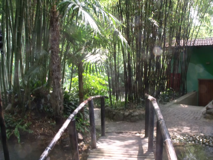 a pathway is being made with several bamboo plants