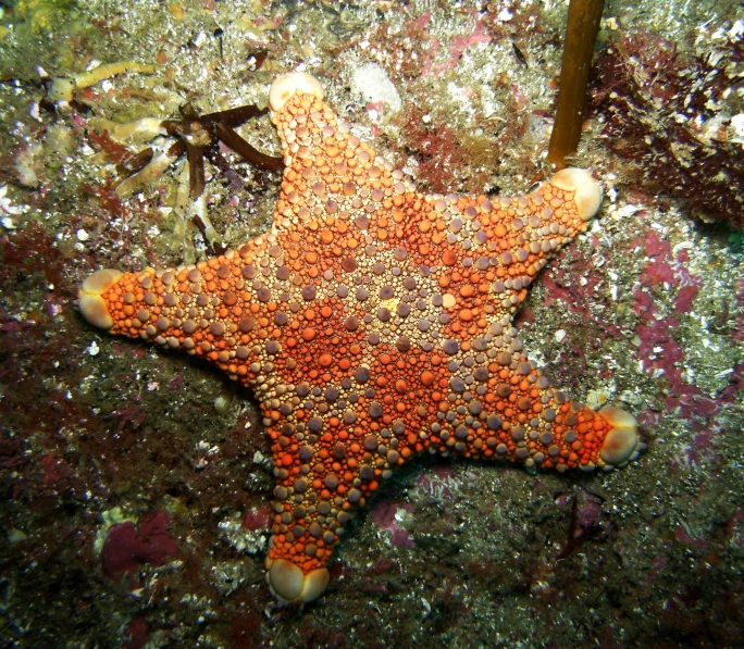 a red and brown starfish on the sea floor