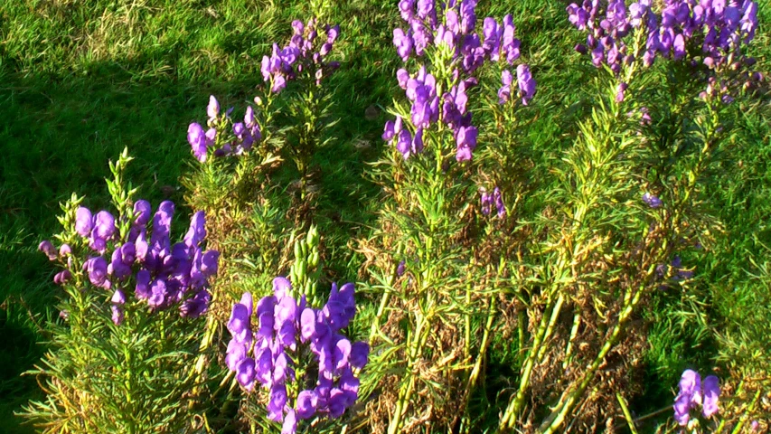 a lot of purple flowers in a field