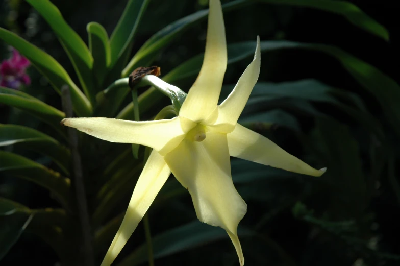 a large yellow flower sitting on top of a green plant