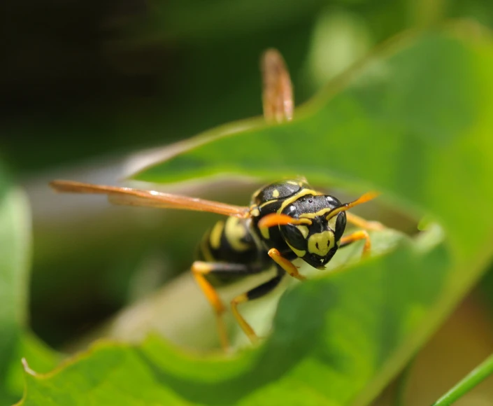 a close up po of a wasp crawling on a leaf