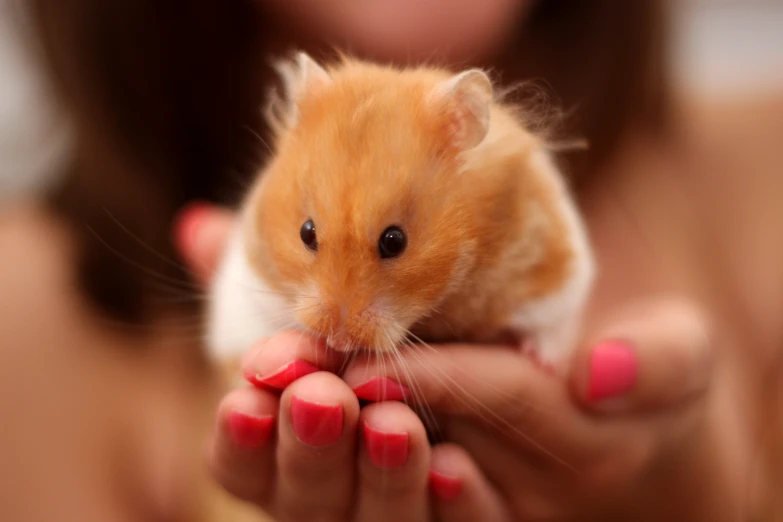 a small hamster is being held in a woman's hand