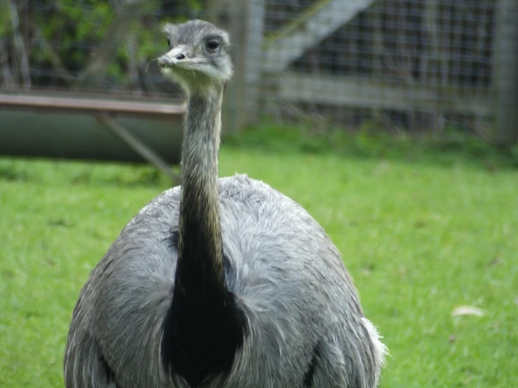 a grey bird standing on top of grass