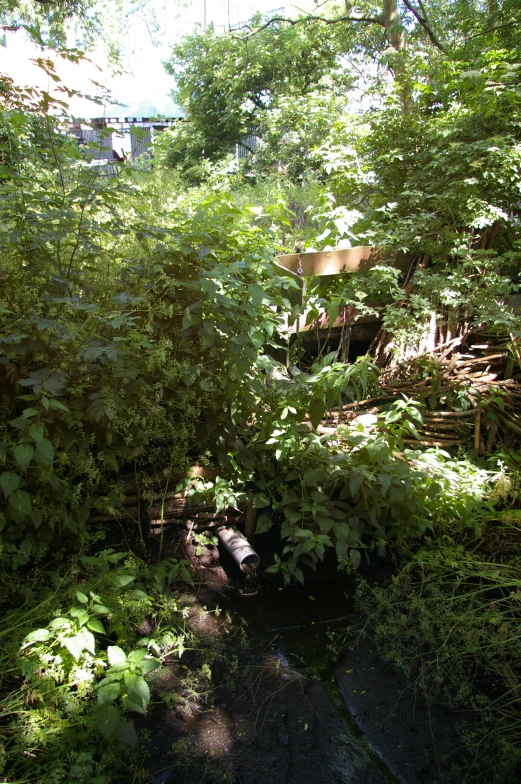 a small creek surrounded by trees and shrubbery