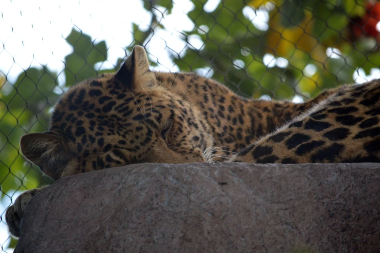 a large spotted cat laying on a rock