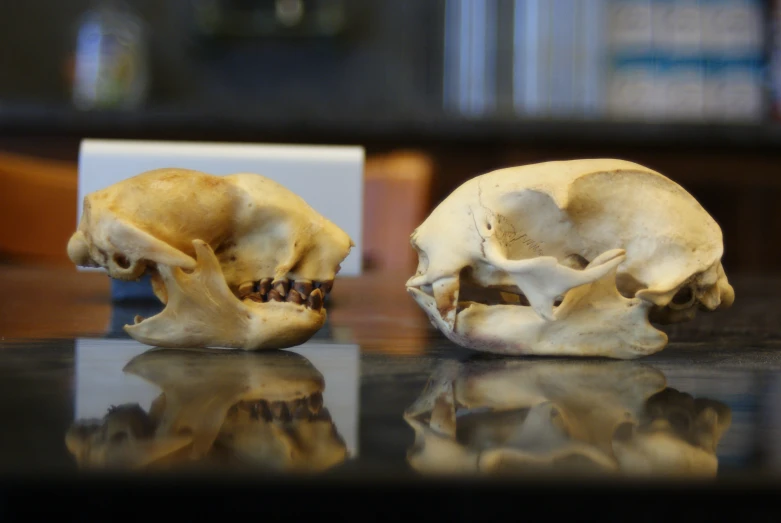 two human skulls with small crevics placed side by side on a surface