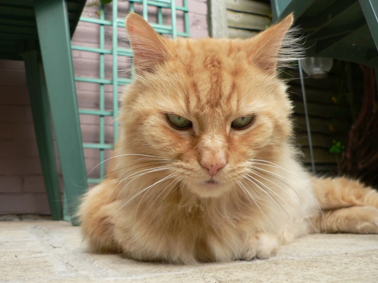 an orange cat with some ears hanging over the side of his head