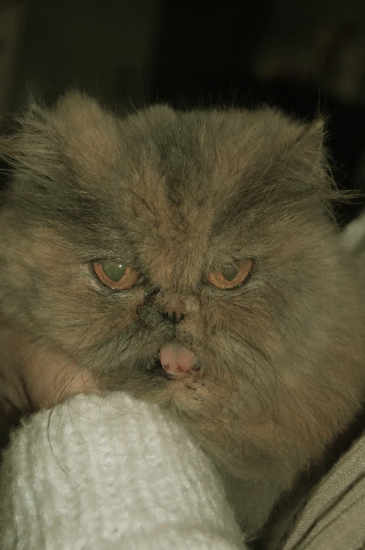 a fluffy brown cat sitting on top of a white towel