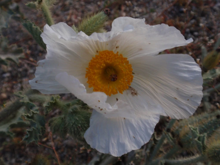 close up view of an unfurded white flower with yellow center