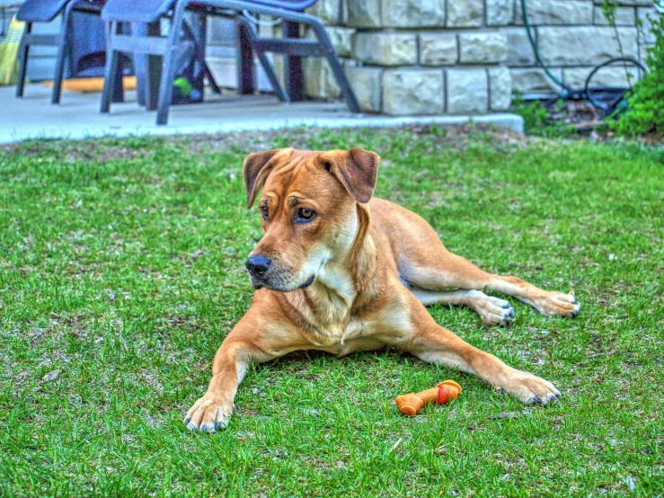 a dog lying in the grass in front of chairs