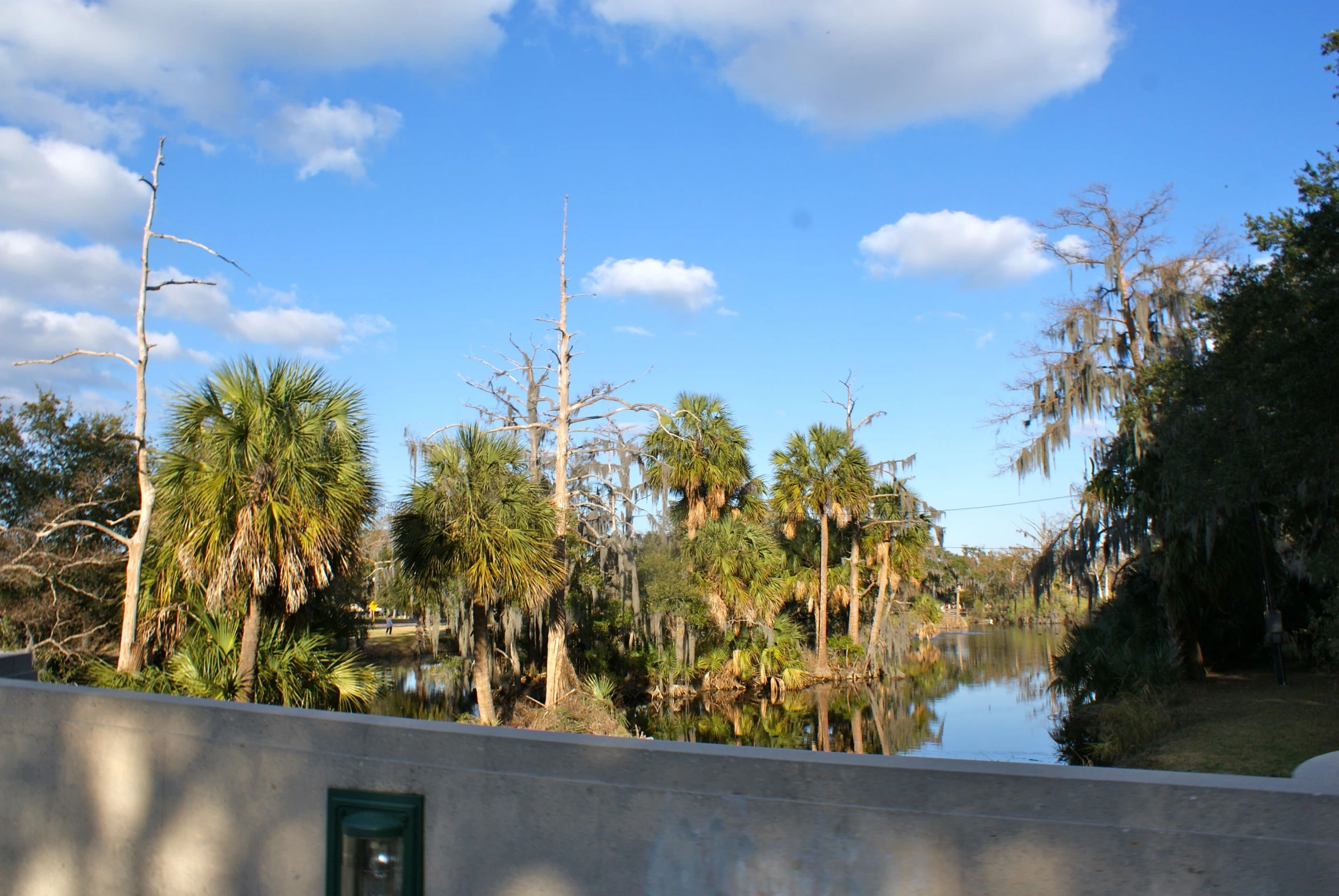 a bunch of trees and bushes by the water