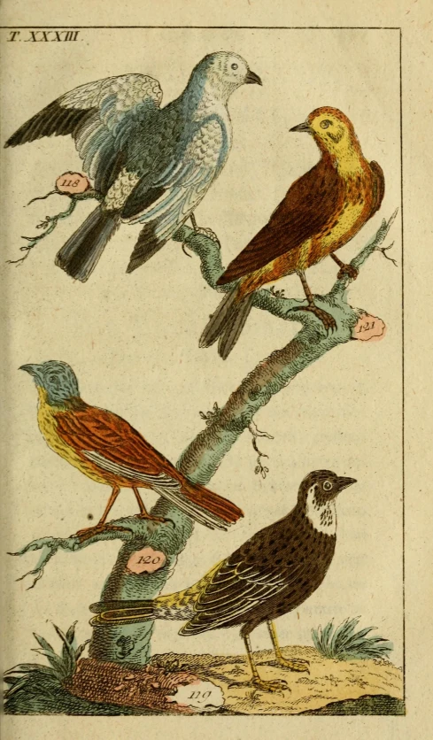 an illustration shows birds perched on the nches of trees