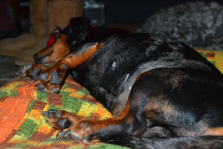 the dog is laying down on a colorful blanket