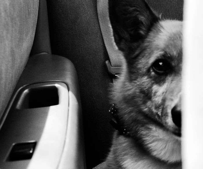 a dog laying down next to a car door