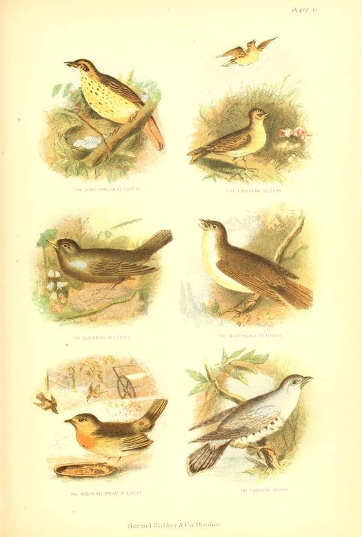 different kinds of birds are sitting on the ground