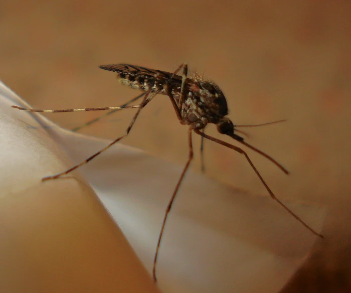 a mosquito biting into the tip of a fabric