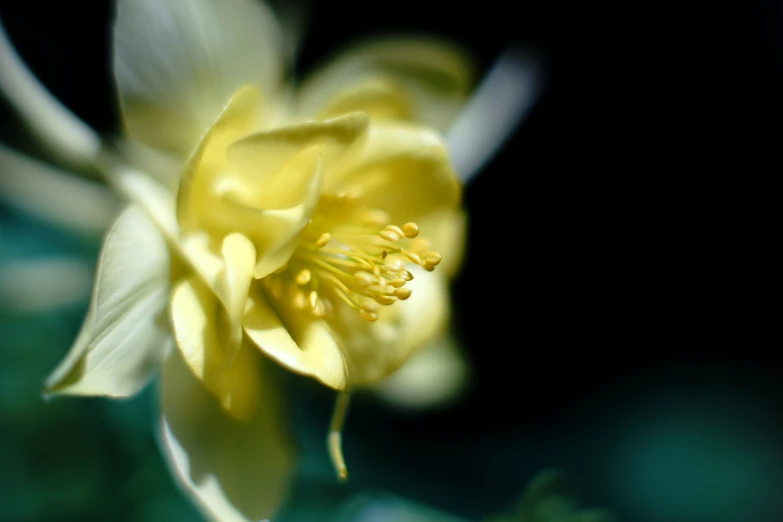 the large yellow flower is about ready to bloom