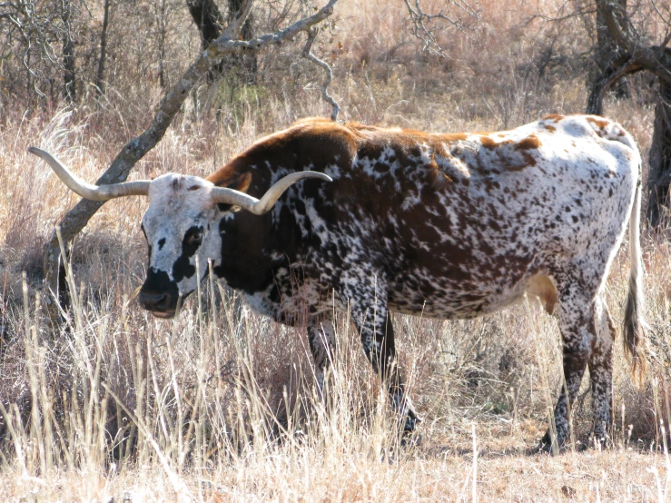 a white and brown bull some dry grass and trees