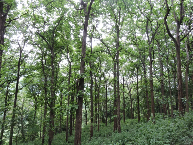 there is a grass covered area with many trees