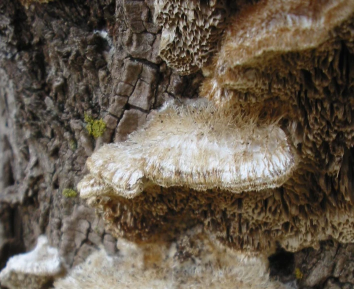 a mushroom tree with some sort of animal on it