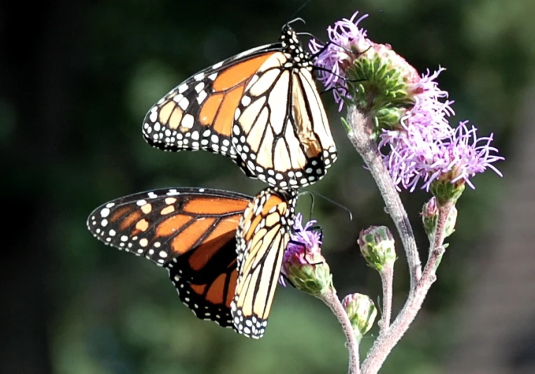 a couple of erflies that are flying on a flower