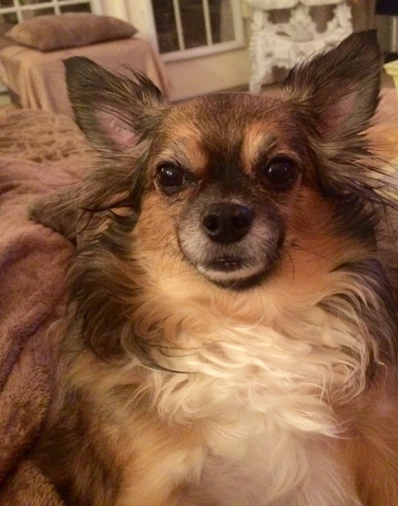 a small dog is sitting on a couch