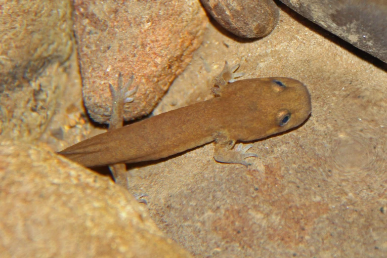 a brown animal with an orange and black body laying on some rocks