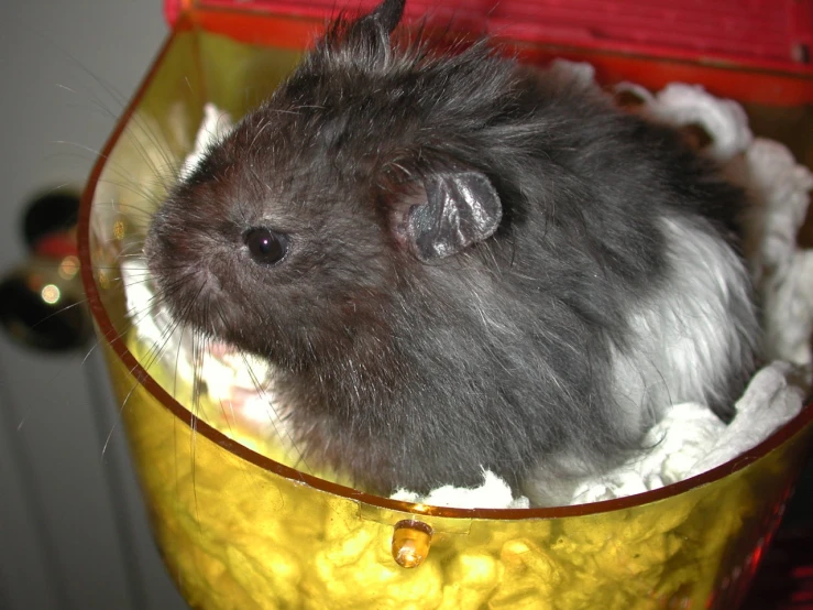 a large furry rodent inside a yellow container