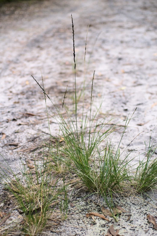 some green grass is in the sand by a fire hydrant