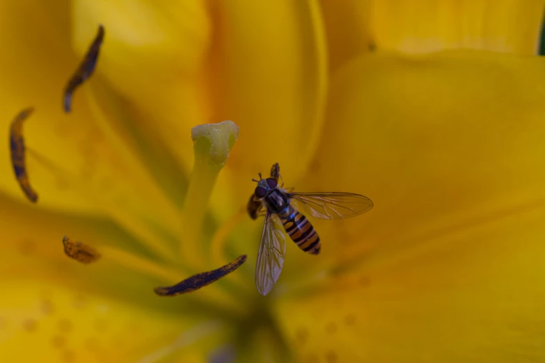 closeup of a bee on top of a yellow flower