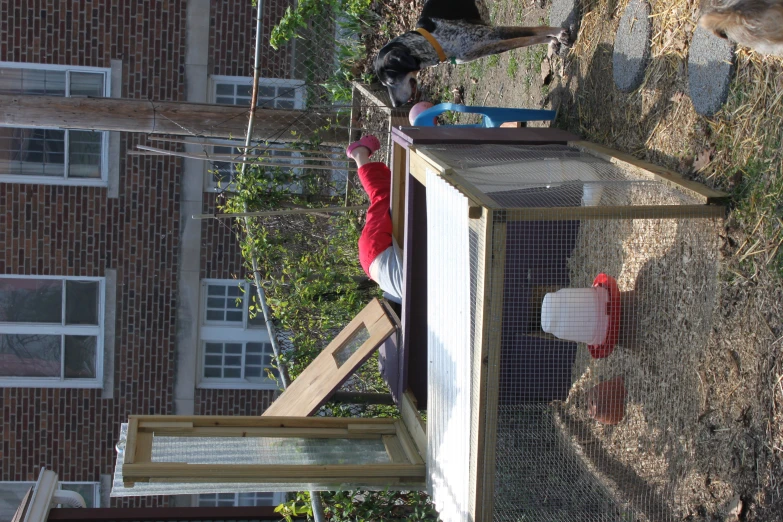 a dog watches another dog at an outdoor enclosure