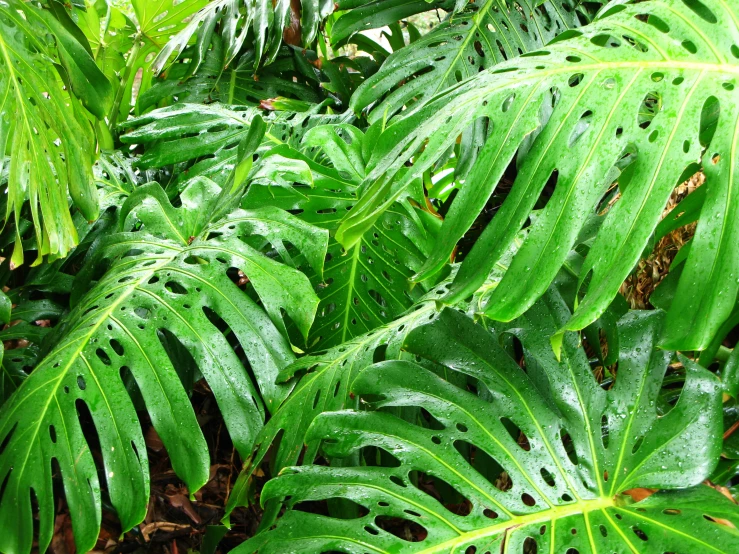 several lush green plants in the forest