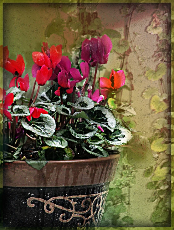 colorful pot with plants on an old po