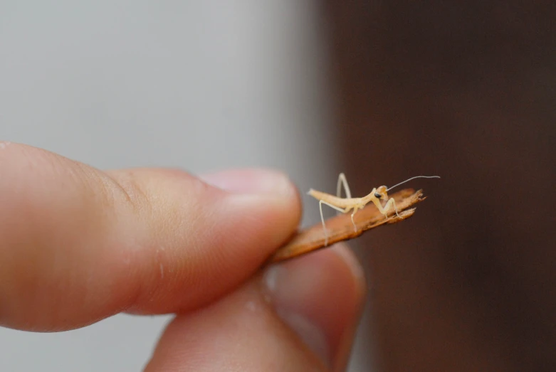 a person holding a tiny insect with the fingers