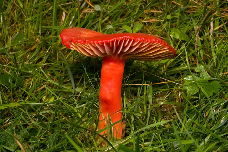 a red mushroom sitting in the grass