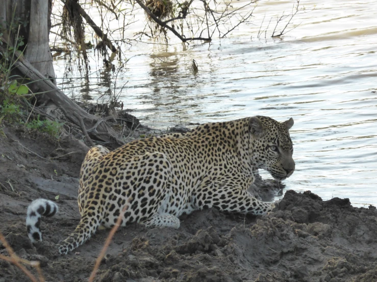 a leopard in front of a body of water