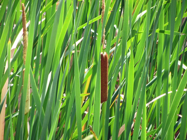 a bamboo plant hanging in the green leaves