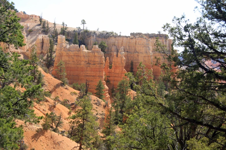 trees near the edge of a canyon are growing near the tops