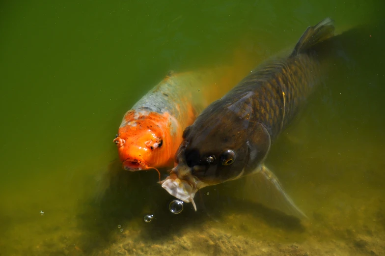 two gold and orange fish are in the water