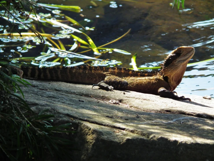 iguana sunning itself on the edge of a pool of water