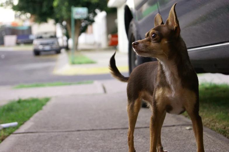 a brown dog standing on a sidewalk next to a car