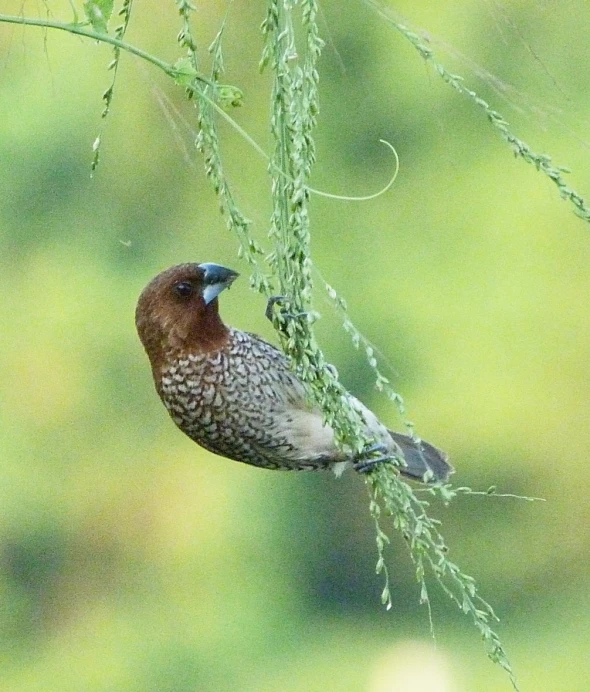 a small bird perched on top of a green leaf filled tree