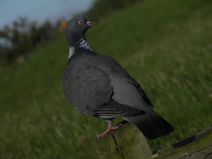 a grey bird is sitting on a wooden fence