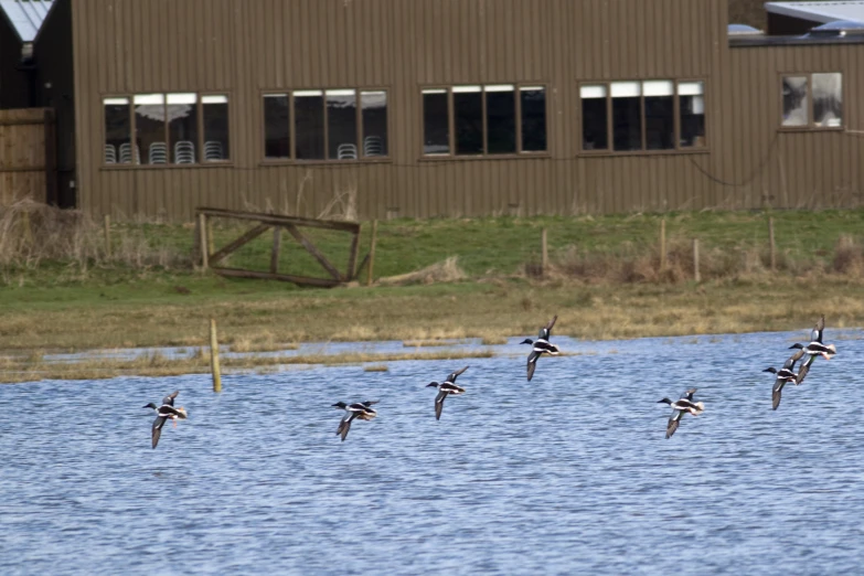 there are many ducks flying in the air