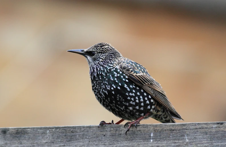 a bird sitting on a fence ledge with brown background