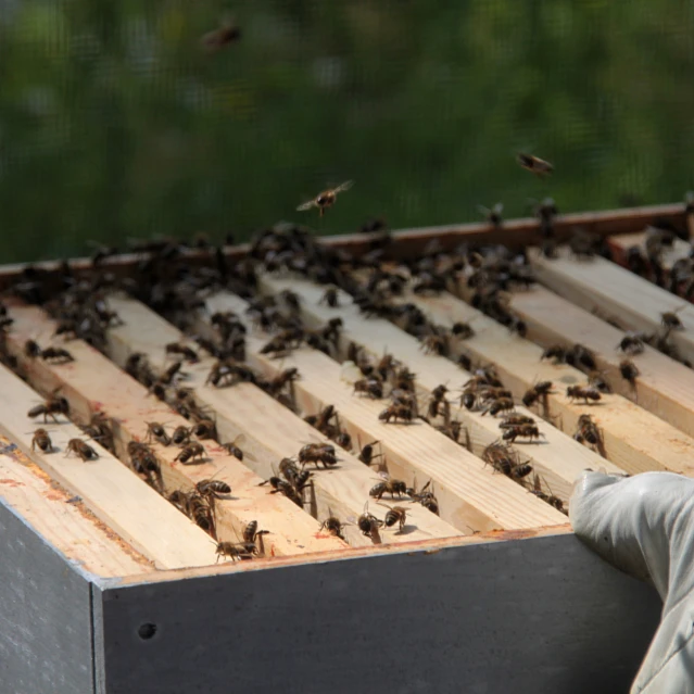 swarms of bees sitting on the honeycomb in a bee farm