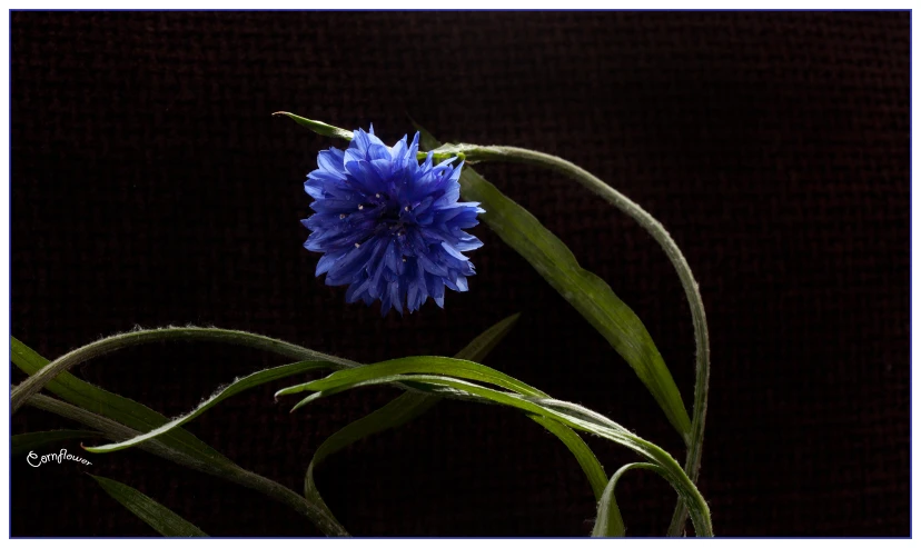 a flower in a vase sitting next to some grass