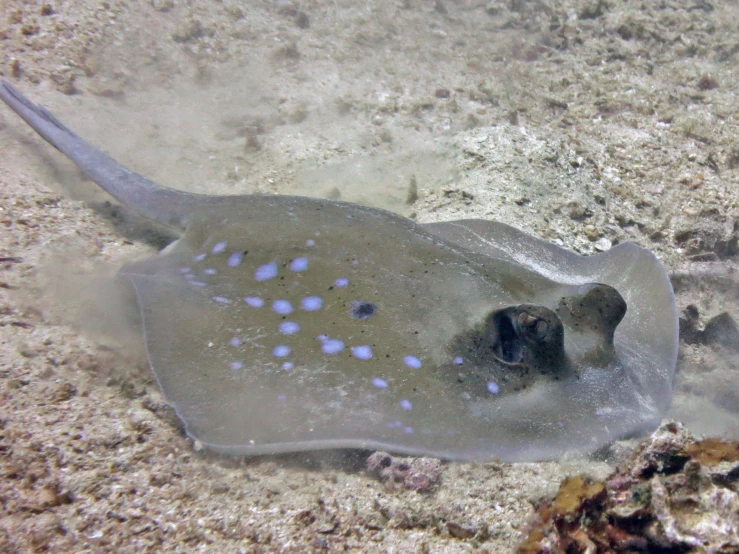 a stingfish in the sea looking into the water