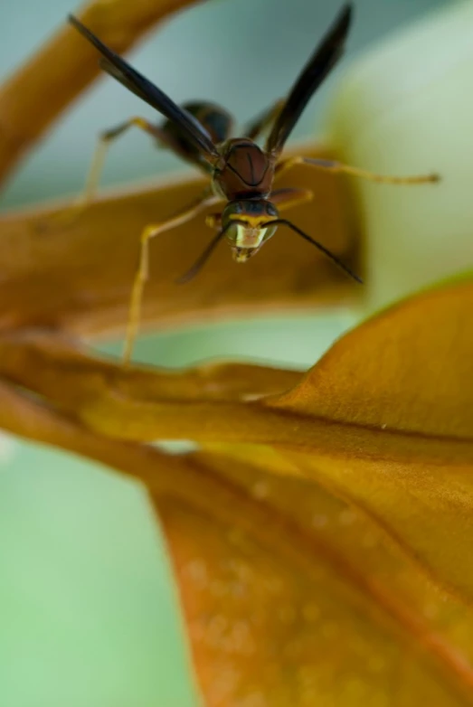 the fly is resting on the side of a leaf